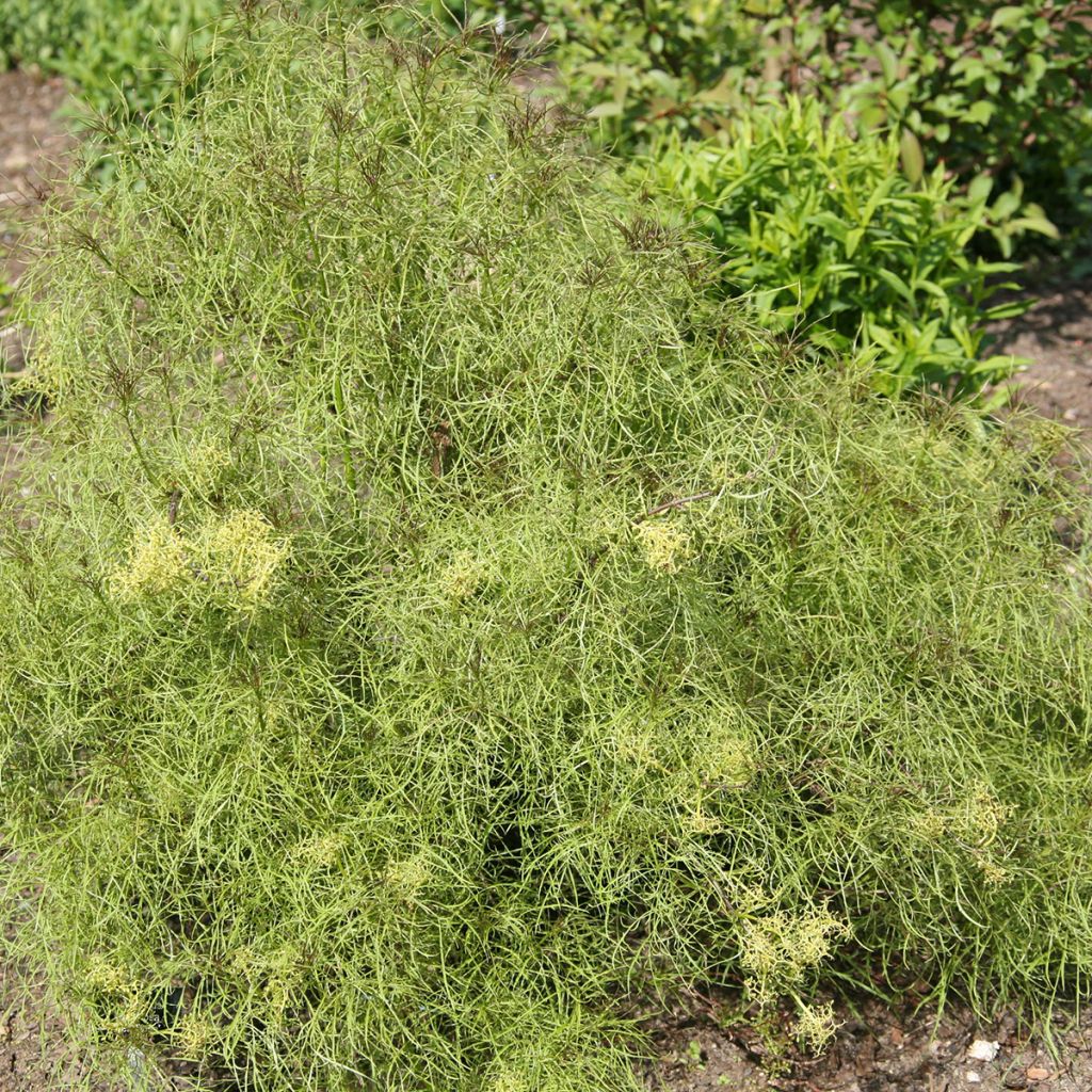 Terttuselja Tenuifolia