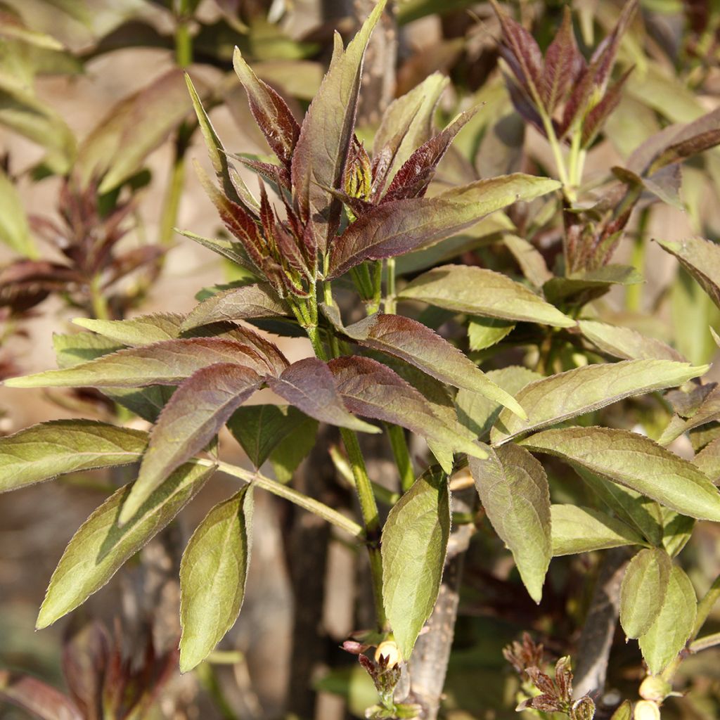 Selja - Sambucus tigranii