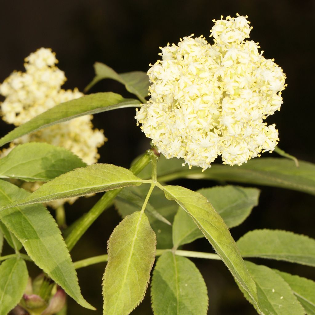 Selja - Sambucus tigranii