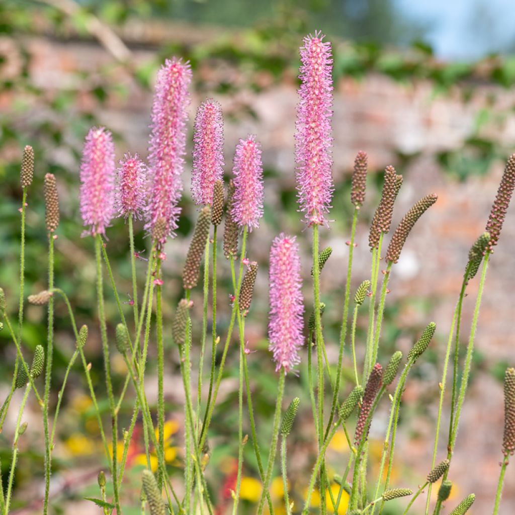 Komealuppio - Sanguisorba hakusanensis