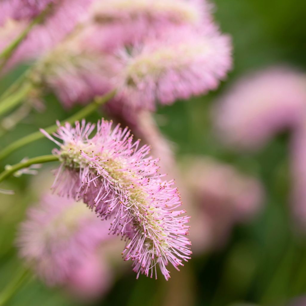 Komealuppio - Sanguisorba hakusanensis