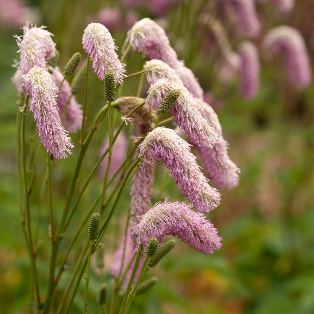 Komealuppio - Sanguisorba hakusanensis