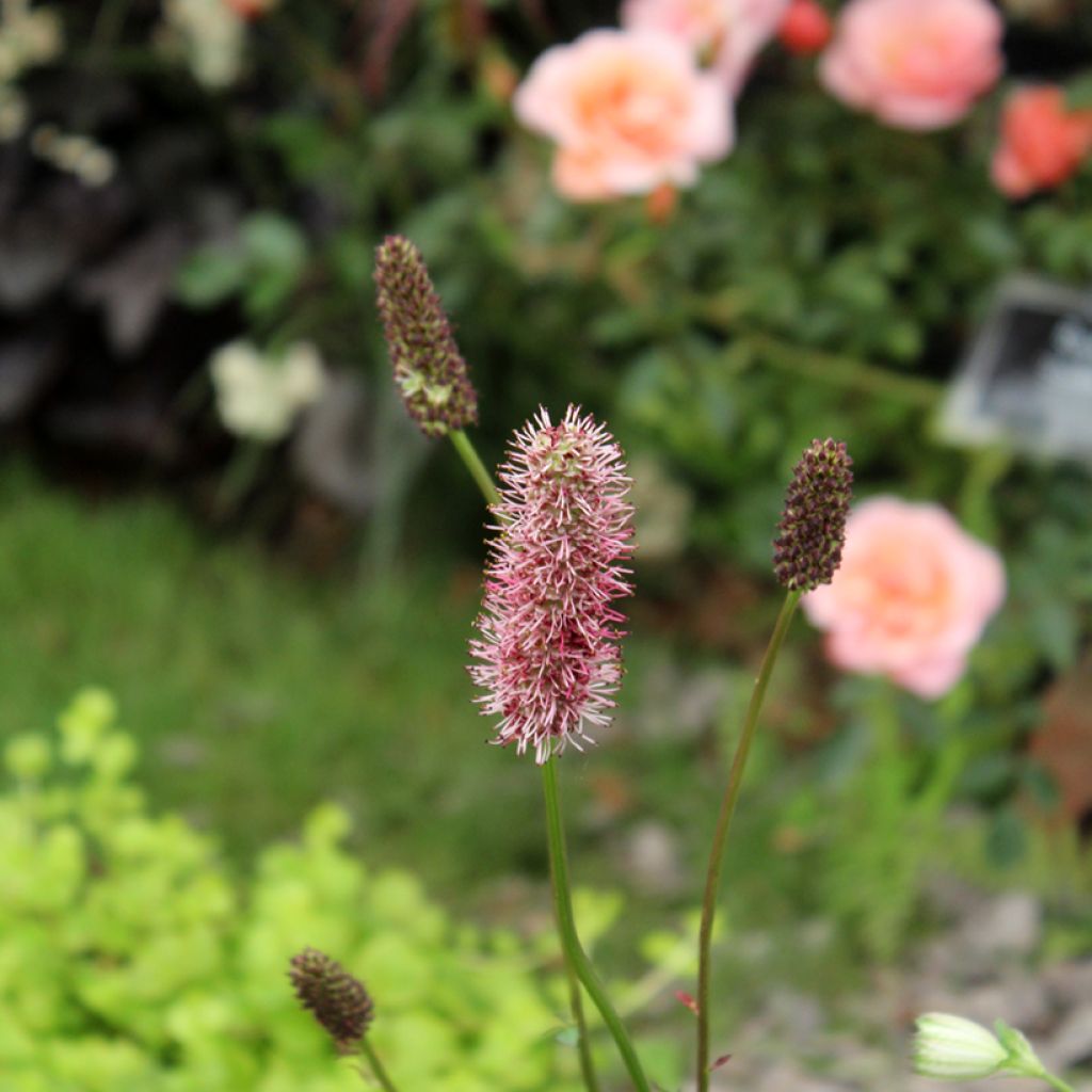 Hurmeluppio - Sanguisorba menziesii