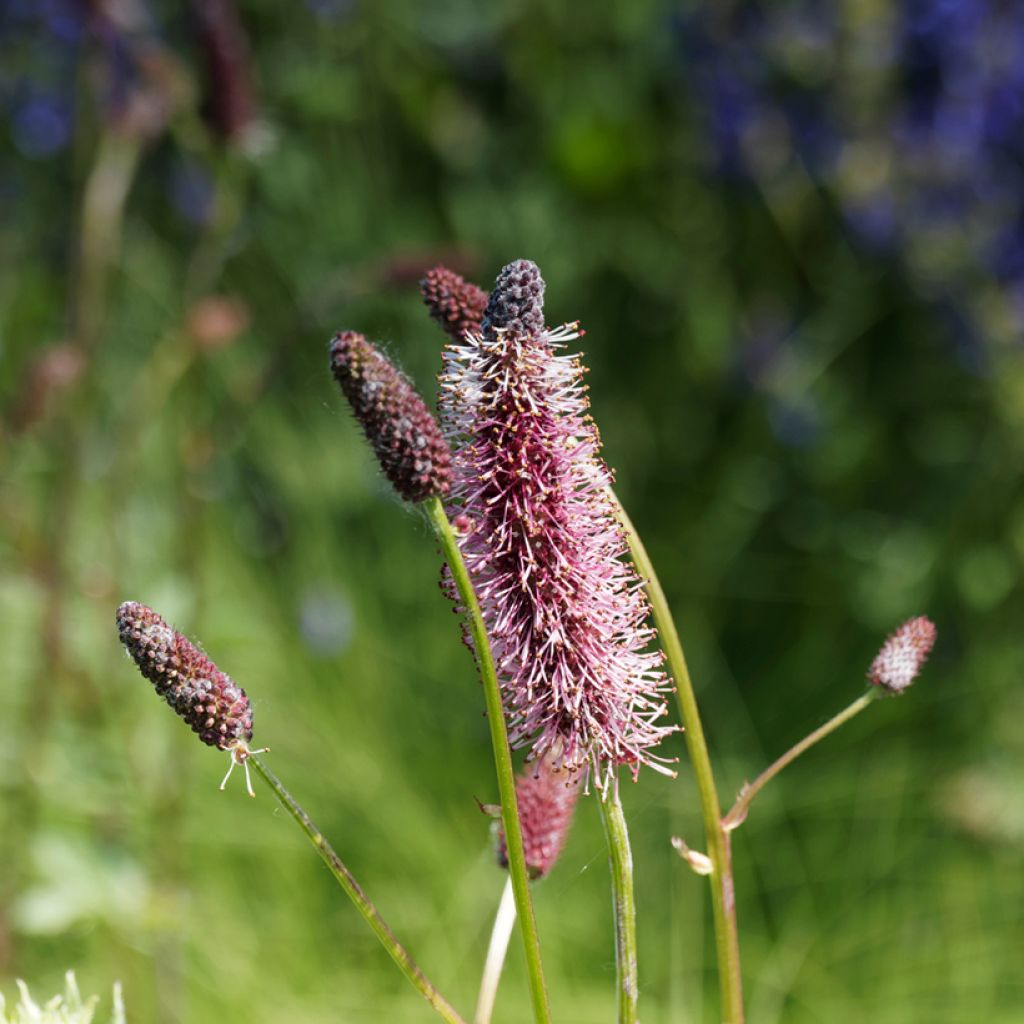 Hurmeluppio - Sanguisorba menziesii