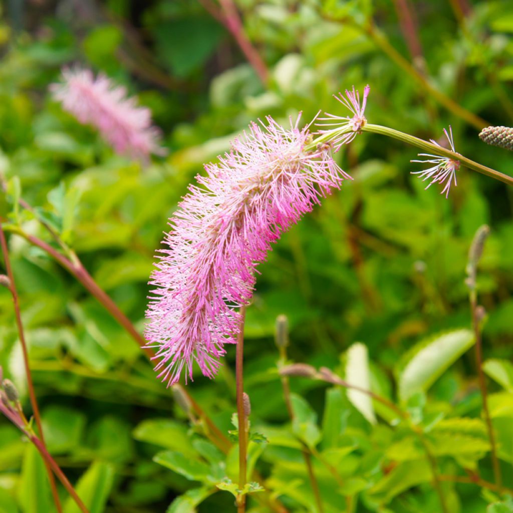Hurmeluppio - Sanguisorba menziesii