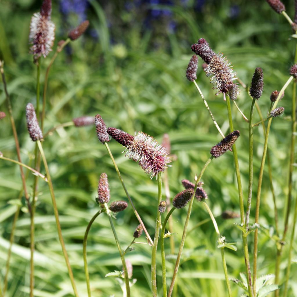 Hurmeluppio - Sanguisorba menziesii