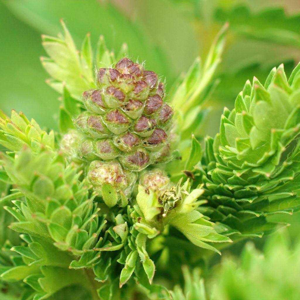 Pikkuluppio - Sanguisorba minor