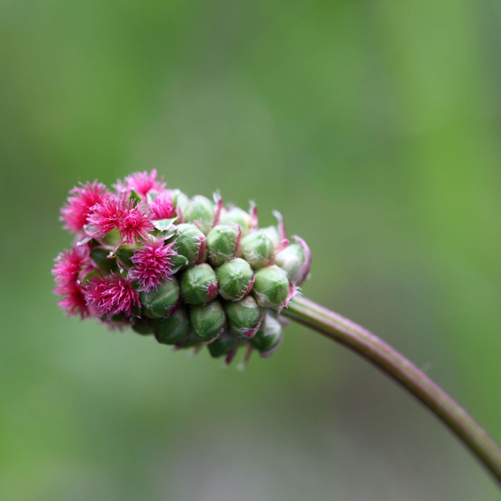 Pikkuluppio - Sanguisorba minor