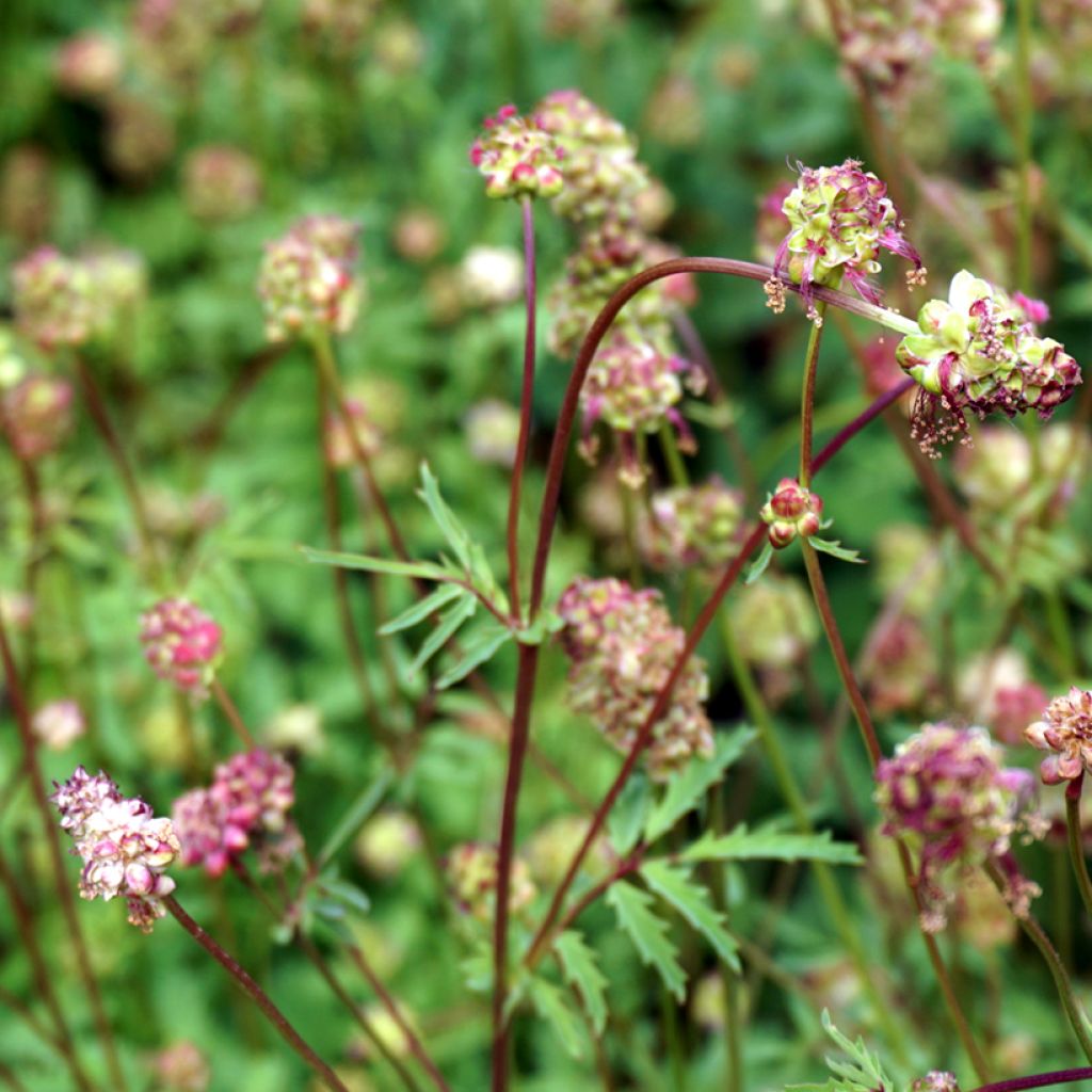 Pikkuluppio - Sanguisorba minor
