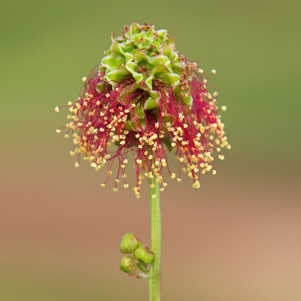 Pikkuluppio - Sanguisorba minor
