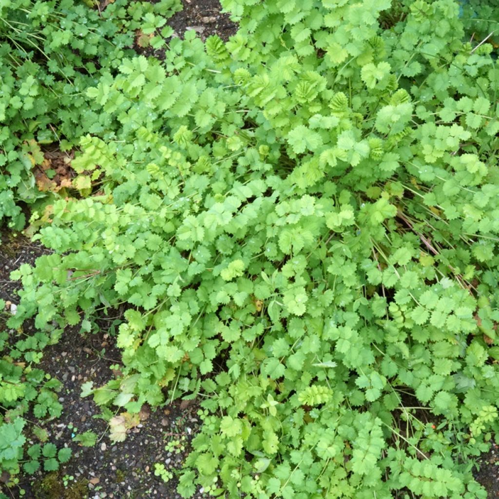 Pikkuluppio - Sanguisorba minor