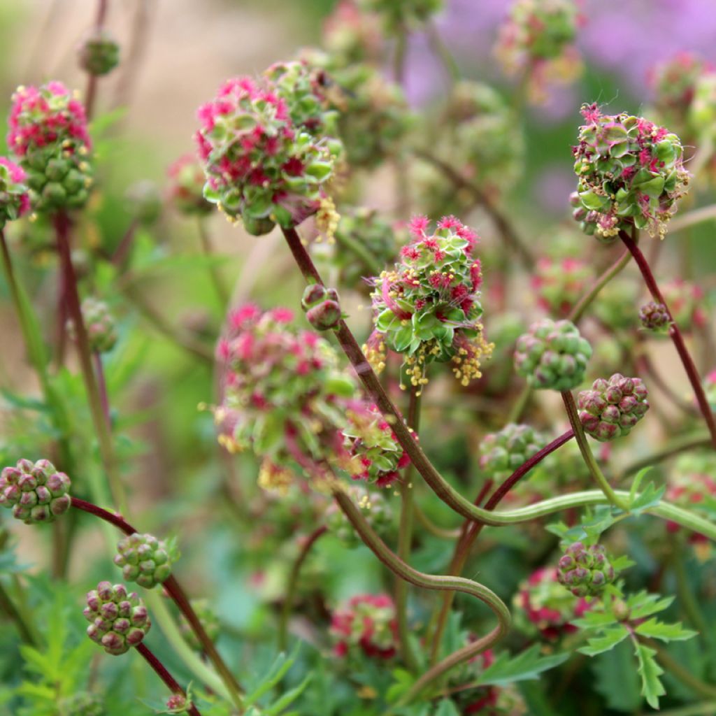 Pikkuluppio - Sanguisorba minor