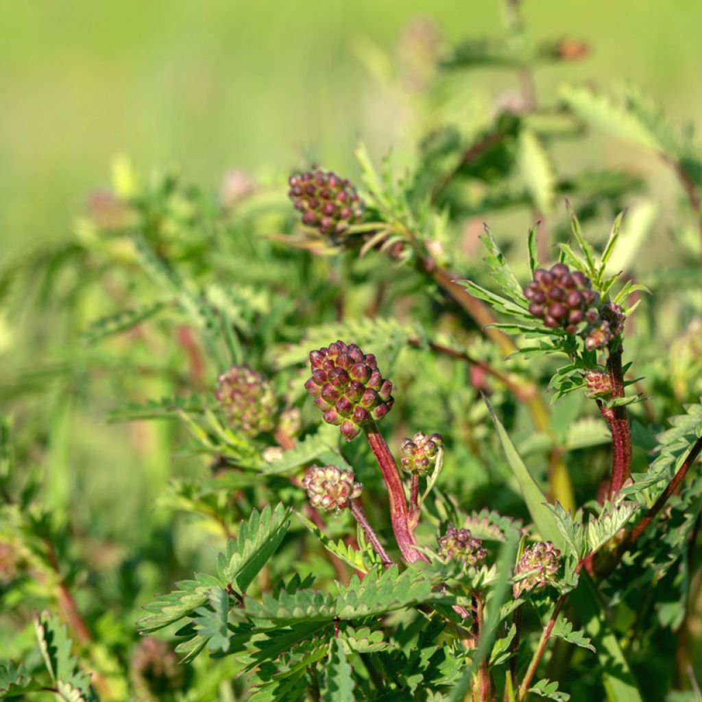 Pikkuluppio - Sanguisorba minor