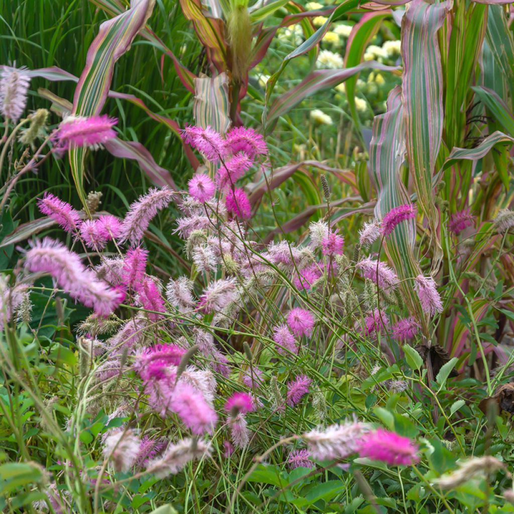 Nuokkuluppio - Sanguisorba obtusa