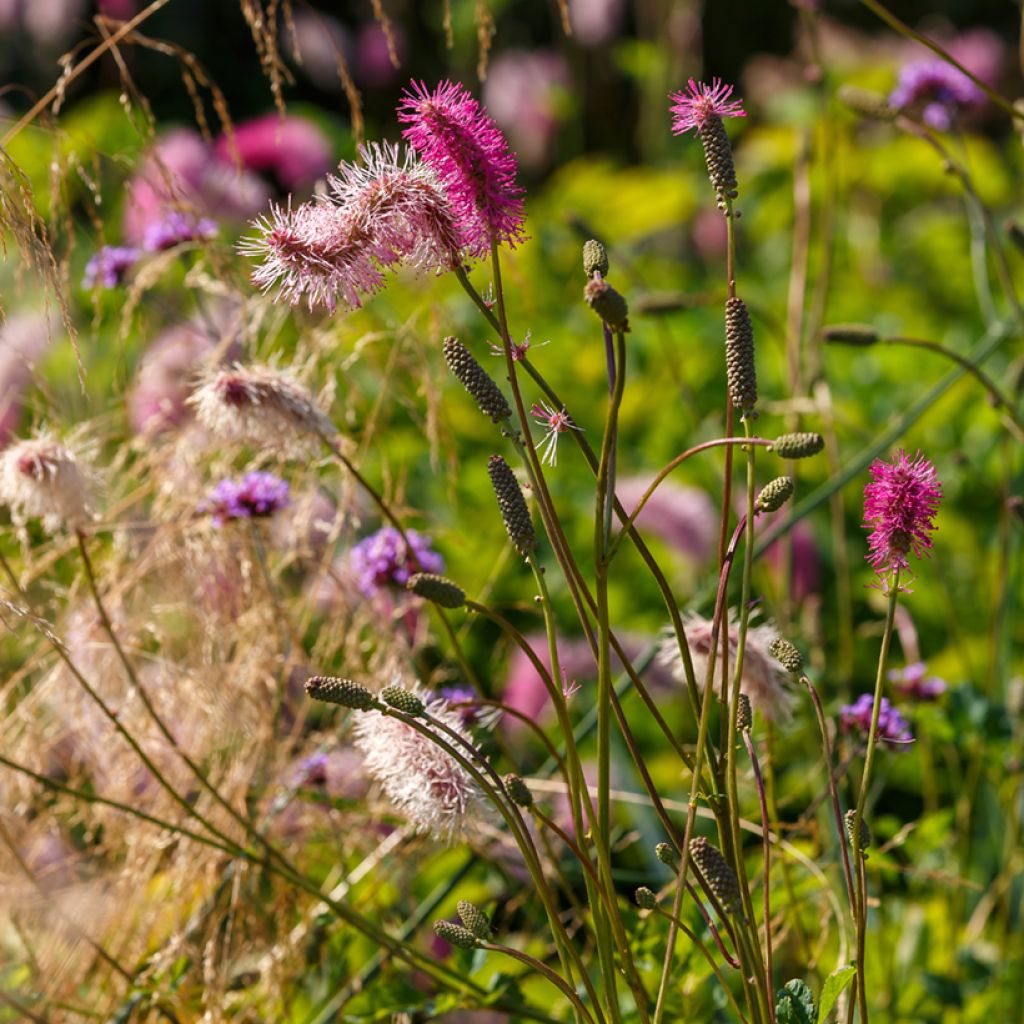 Nuokkuluppio - Sanguisorba obtusa
