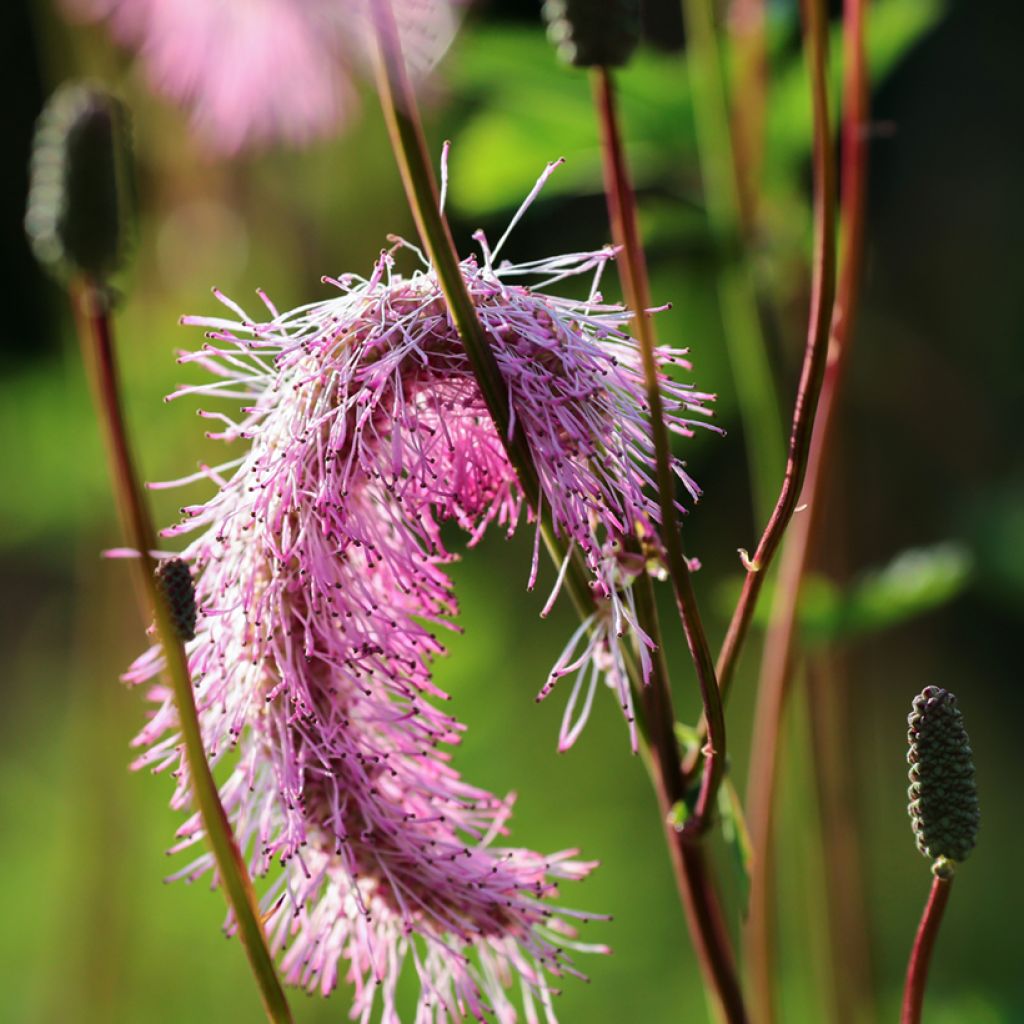 Nuokkuluppio - Sanguisorba obtusa