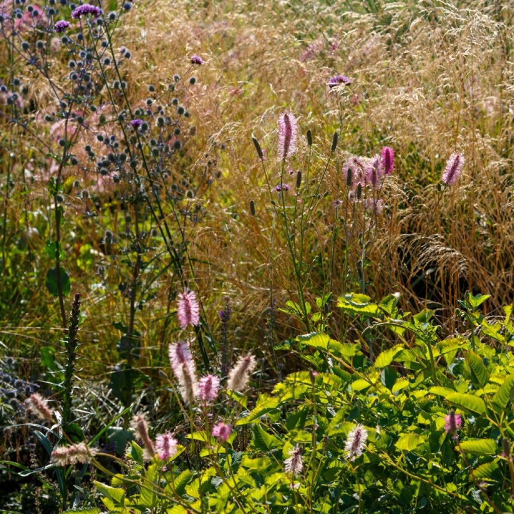 Nuokkuluppio - Sanguisorba obtusa