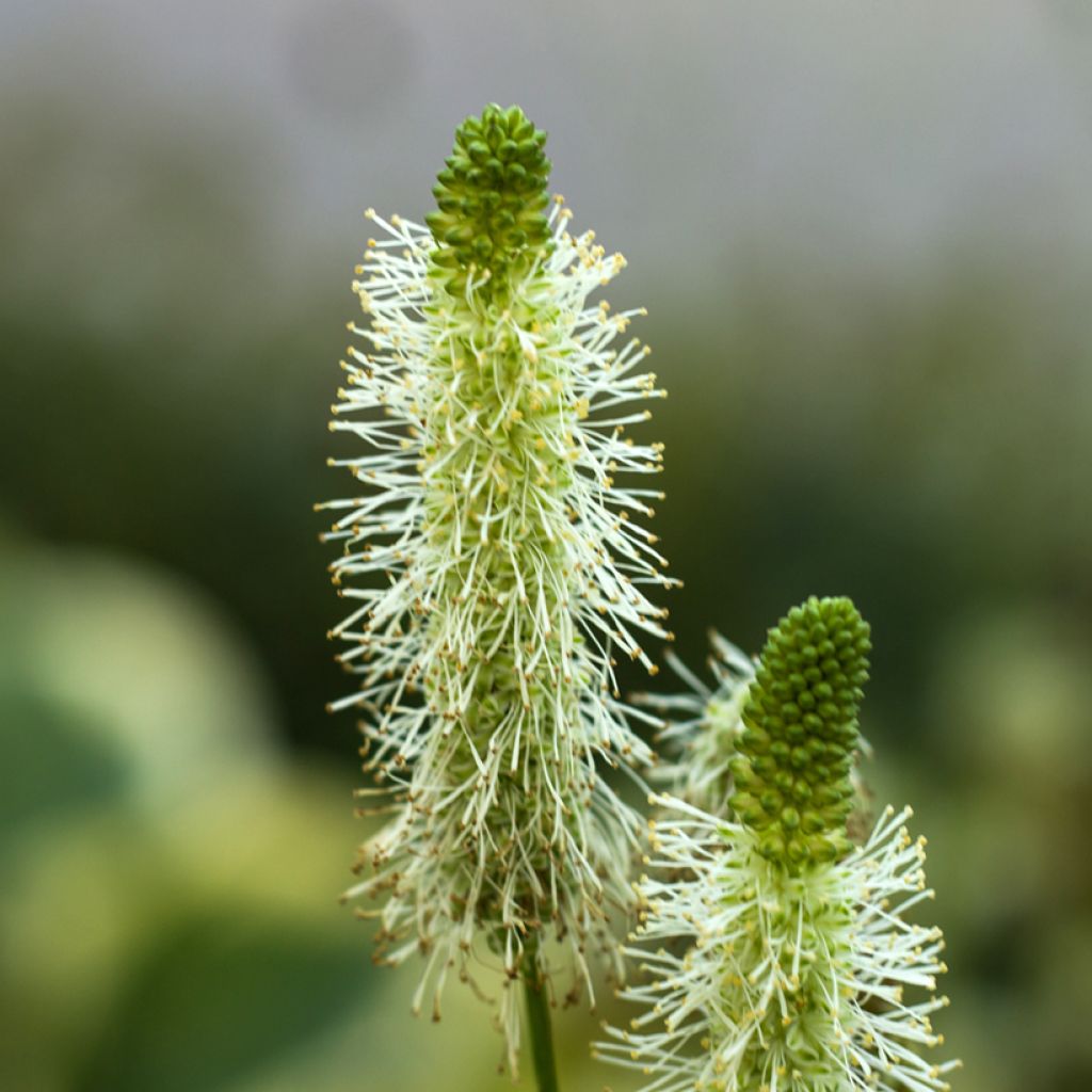 Kiiltoluppio Alba