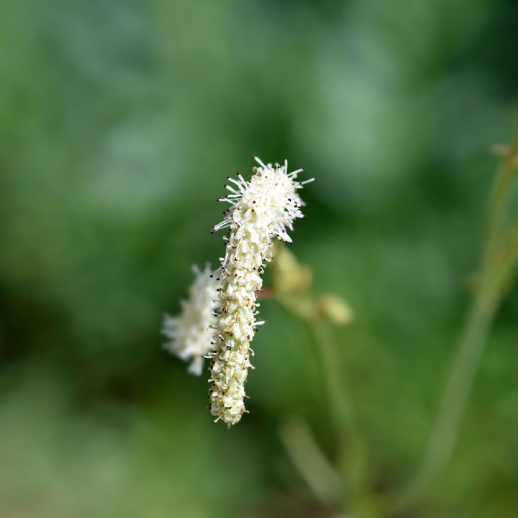 Kiiltoluppio Alba