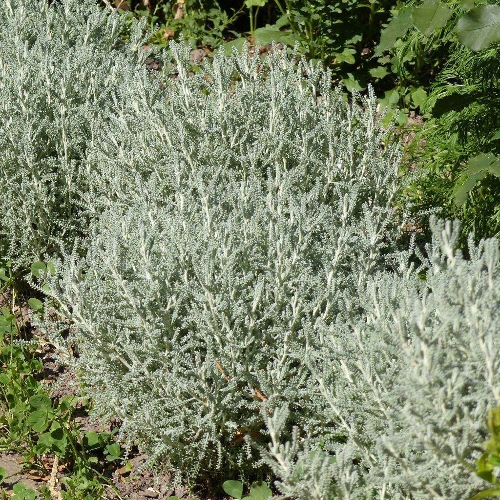 Nyhähopeayrtti - Santolina chamaecyparissus