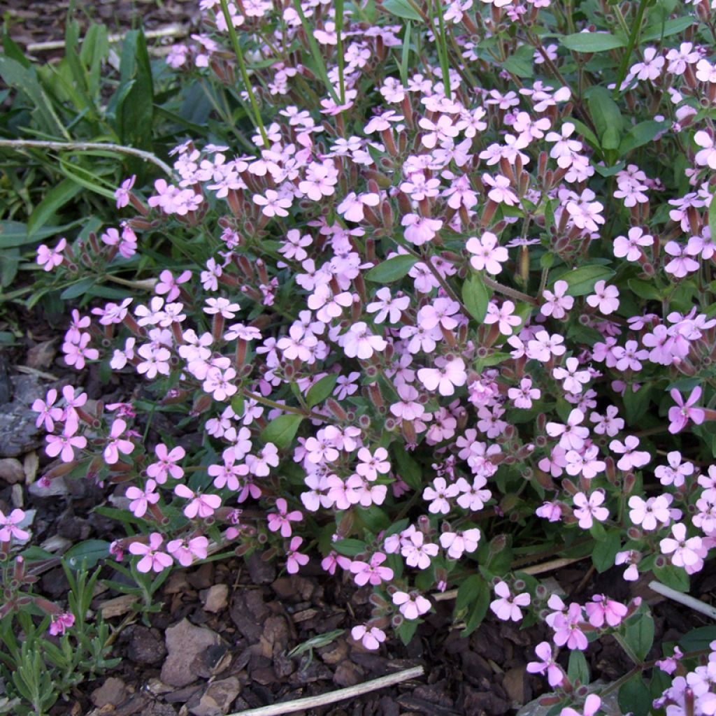 Kivikkosuopayrtti - Saponaria ocymoides