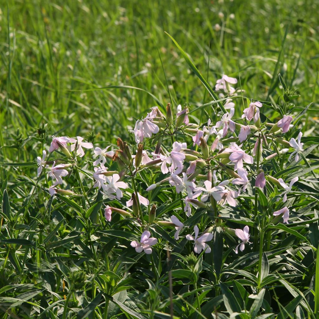 Rohtosuopayrtti - Saponaria officinalis