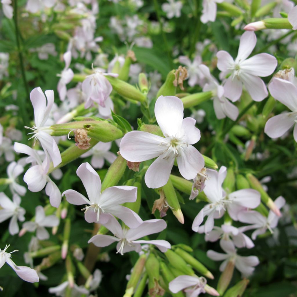 Rohtosuopayrtti - Saponaria officinalis
