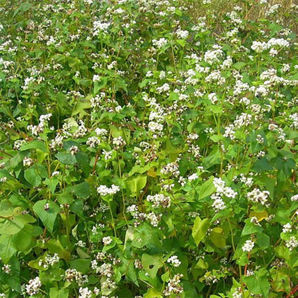 Viljatattari viherlannoite - Fagopyrum esculentum