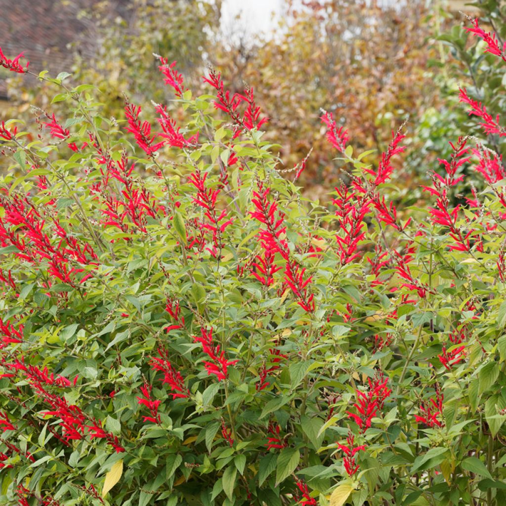 Ananassalvia Ananas