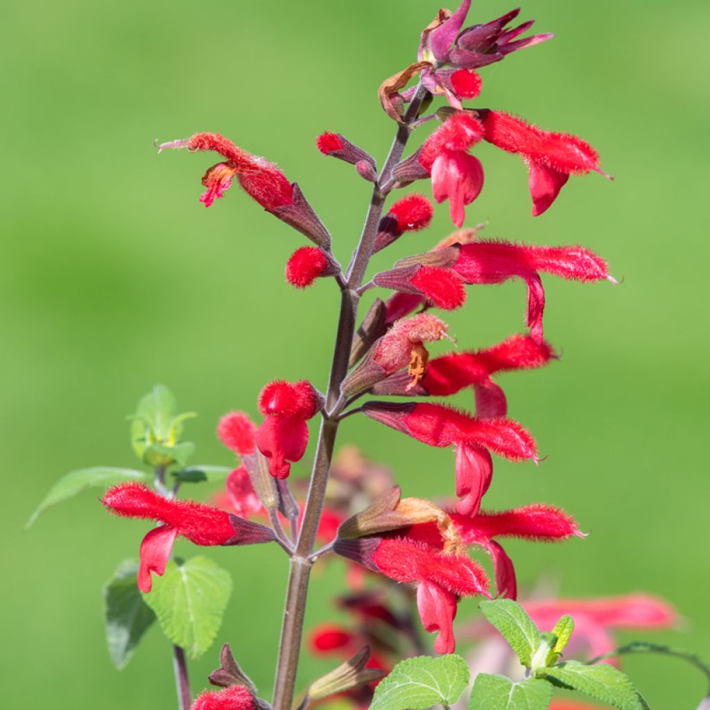 Ananassalvia Ananas
