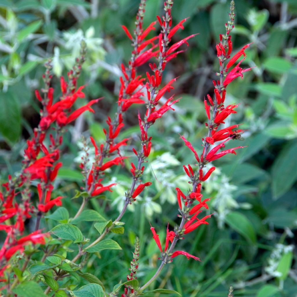 Ananassalvia Ananas