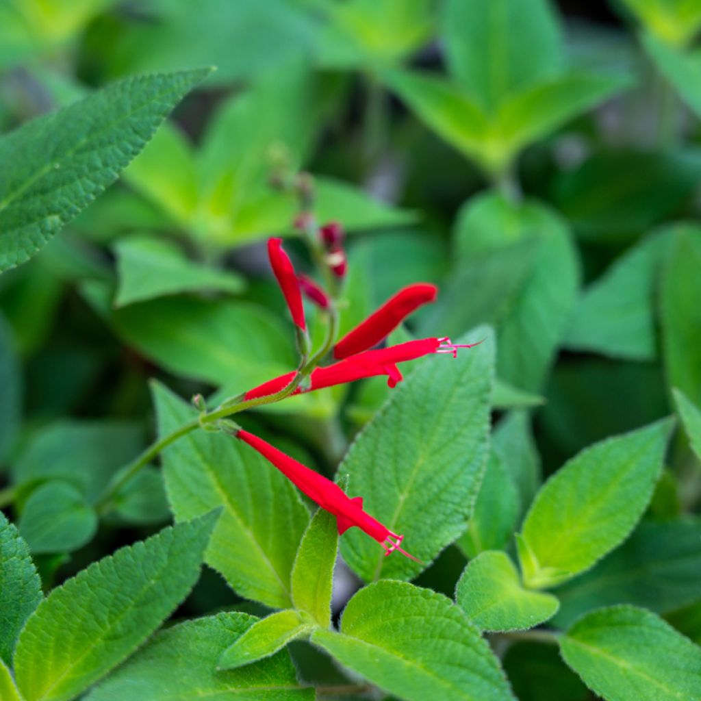 Ananassalvia Ananas