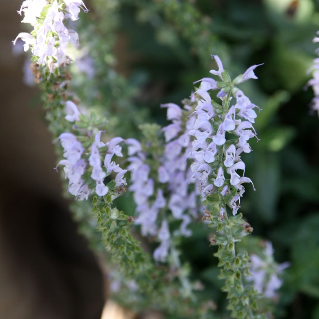 Lehtosalvia Colorspires Crystal Blue