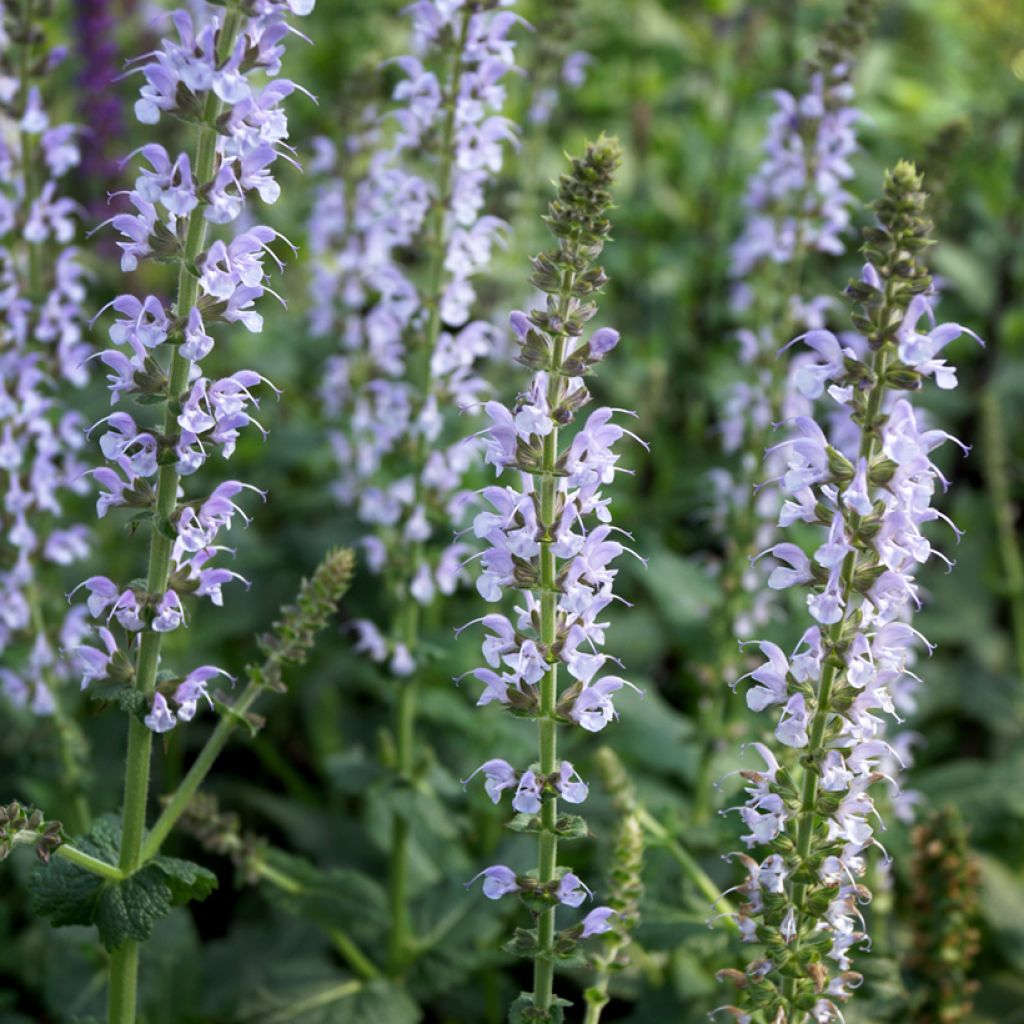 Lehtosalvia Colorspires Crystal Blue