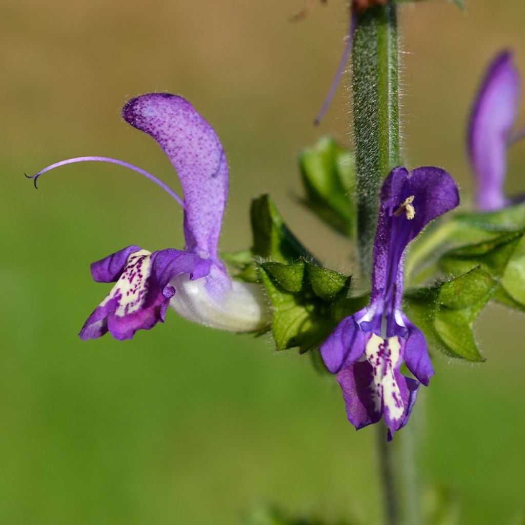 Keijunsalvia - Salvia forsskaolei