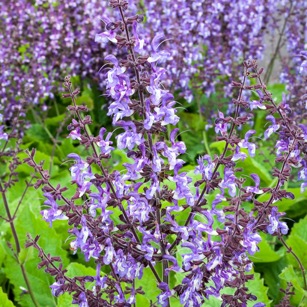 Keijunsalvia - Salvia forsskaolei