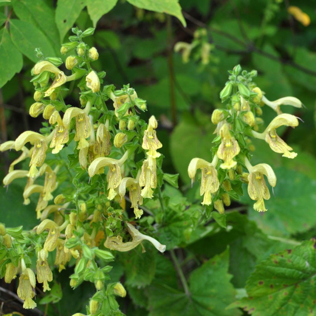 Keltasalvia - Salvia glutinosa