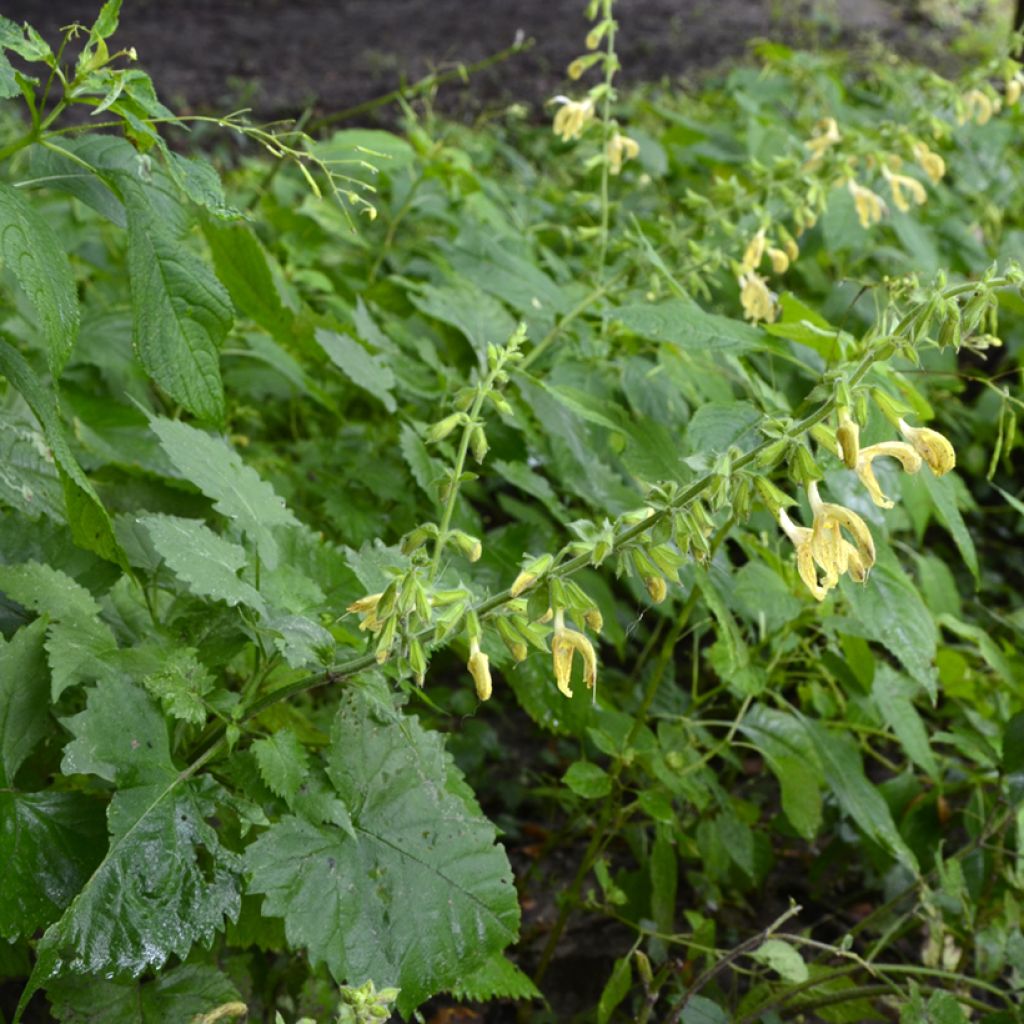 Keltasalvia - Salvia glutinosa