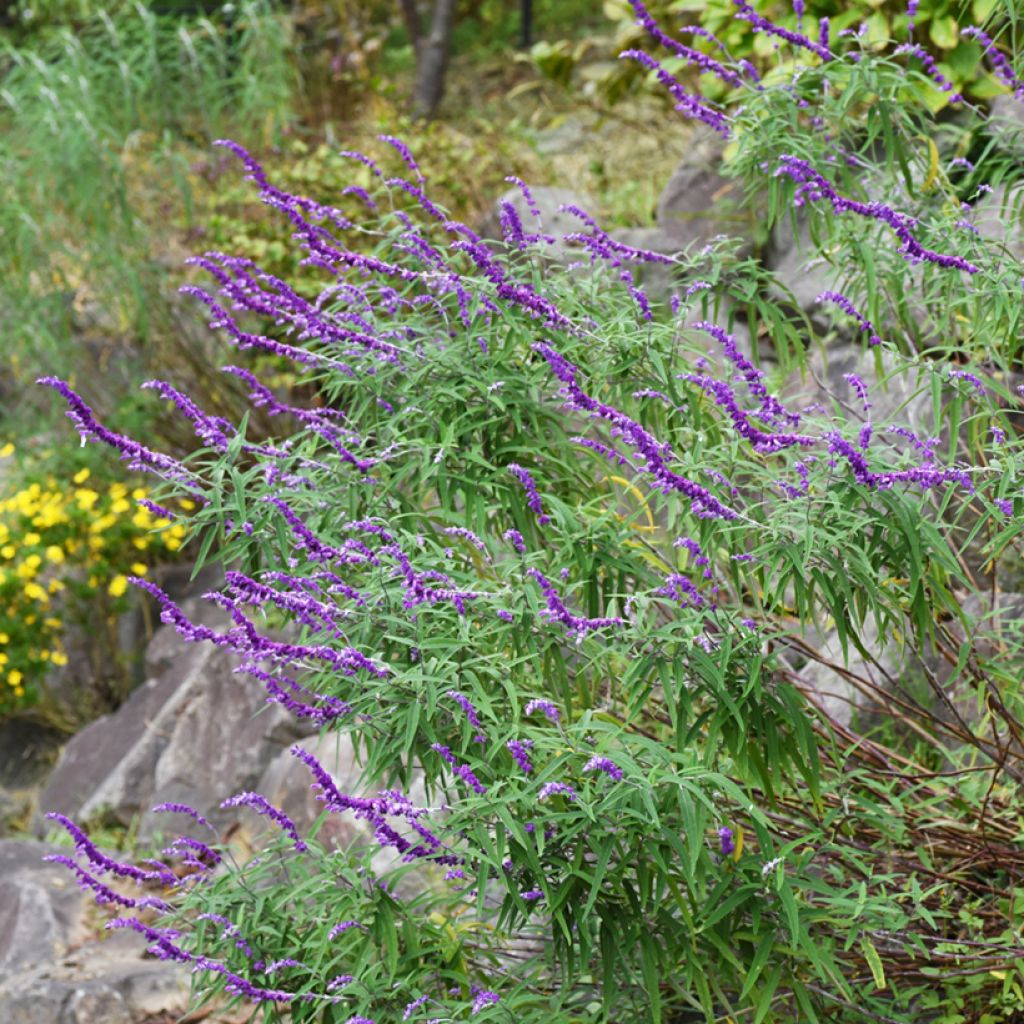 Keijunsalvia - Salvia leucantha