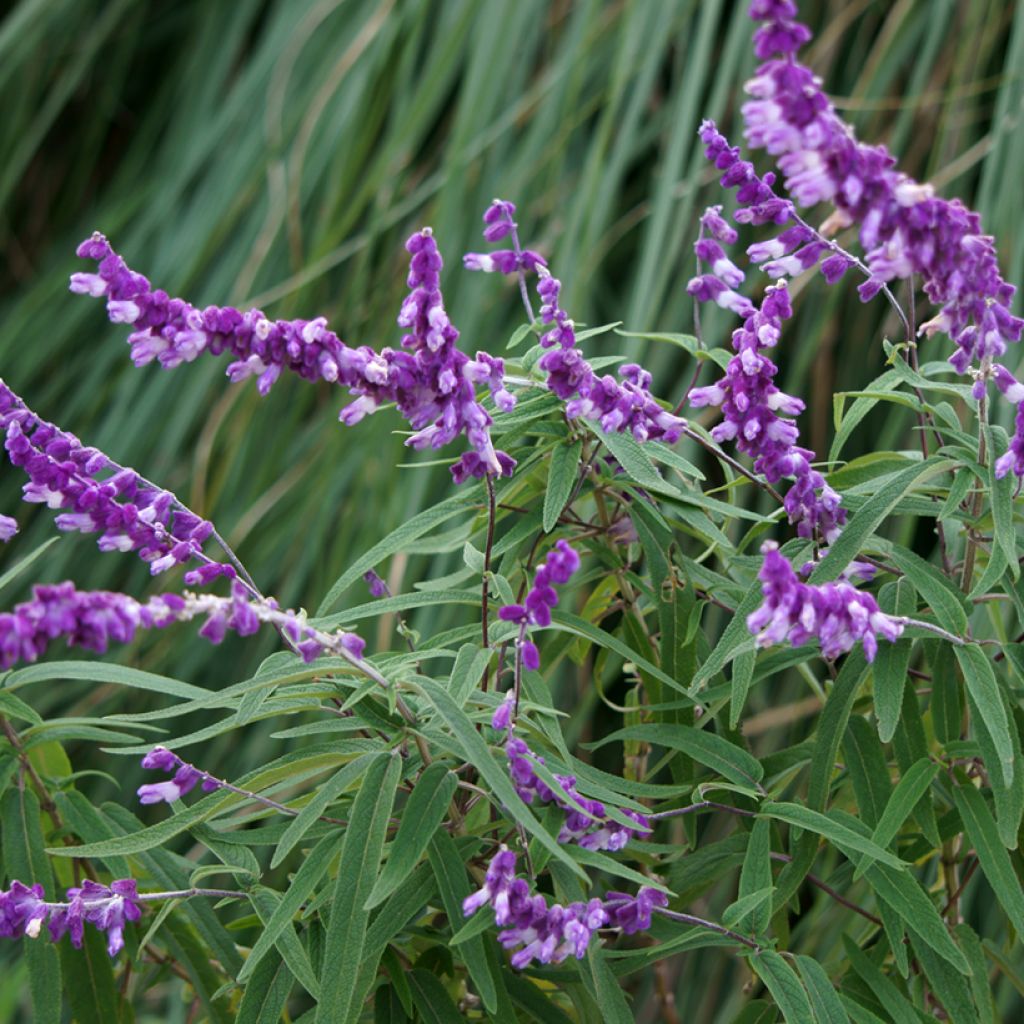 Keijunsalvia - Salvia leucantha
