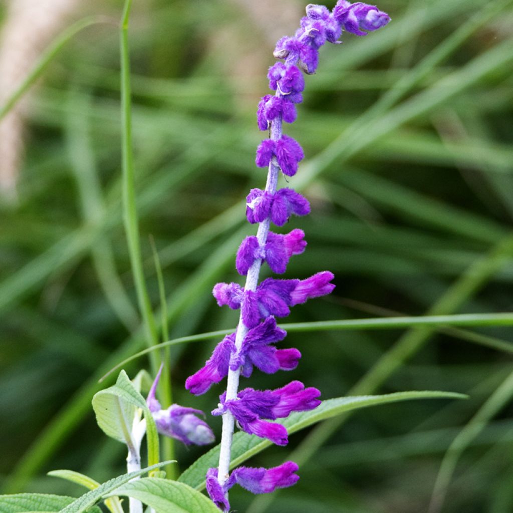 Keijunsalvia - Salvia leucantha