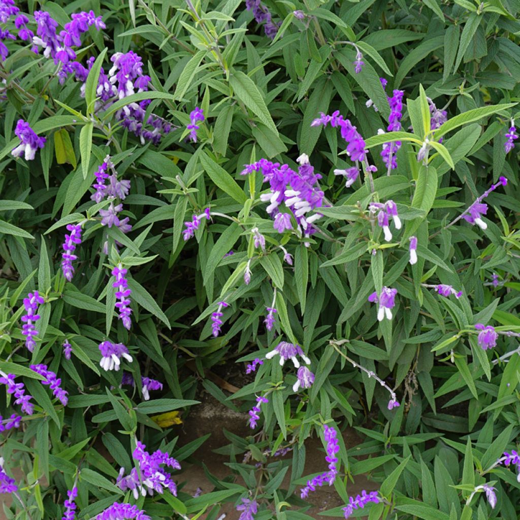Keijunsalvia - Salvia leucantha