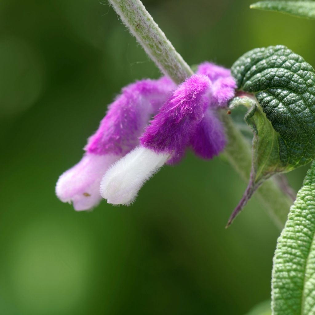 Keijunsalvia - Salvia leucantha