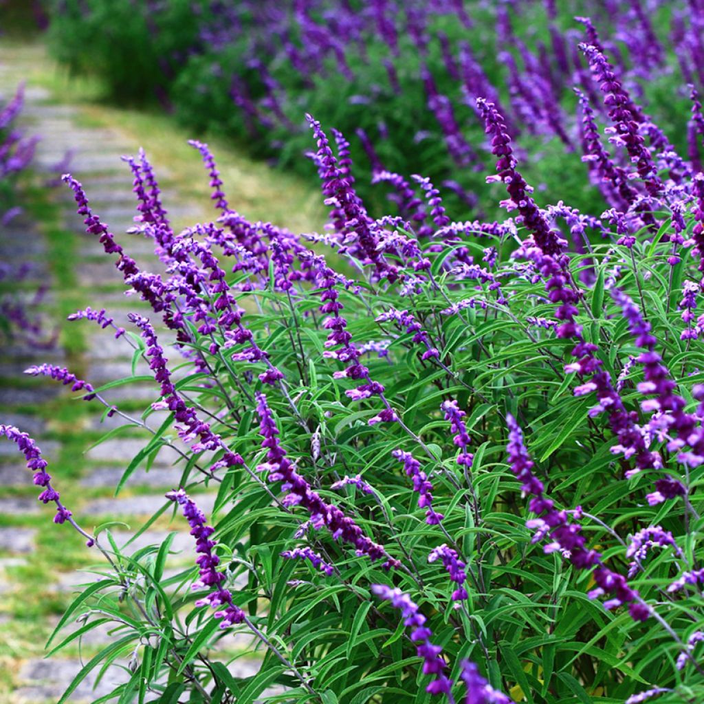 Keijunsalvia - Salvia leucantha