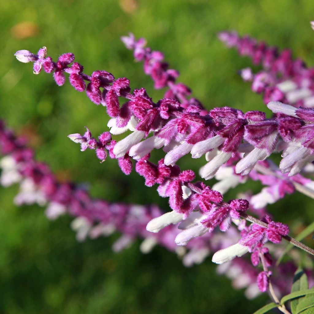 Keijunsalvia - Salvia leucantha