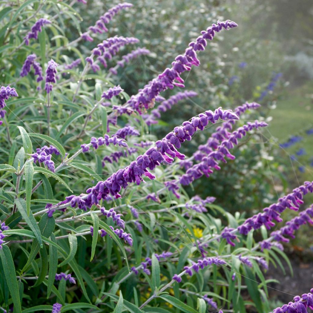 Keijunsalvia - Salvia leucantha
