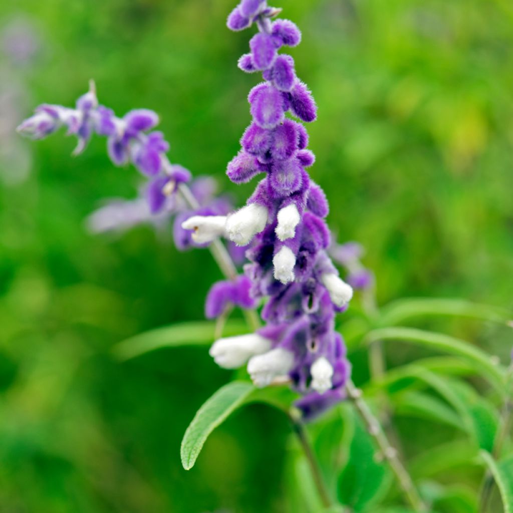 Keijunsalvia - Salvia leucantha