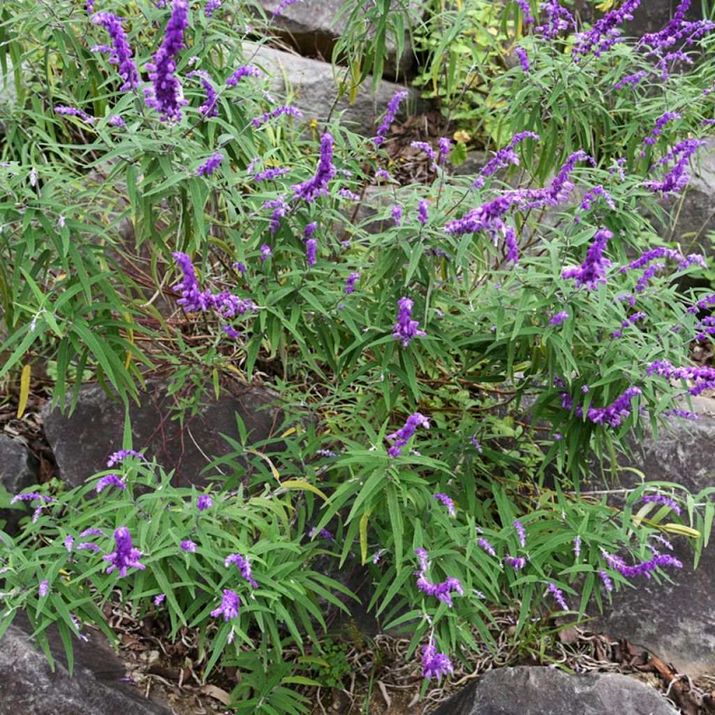 Keijunsalvia - Salvia leucantha