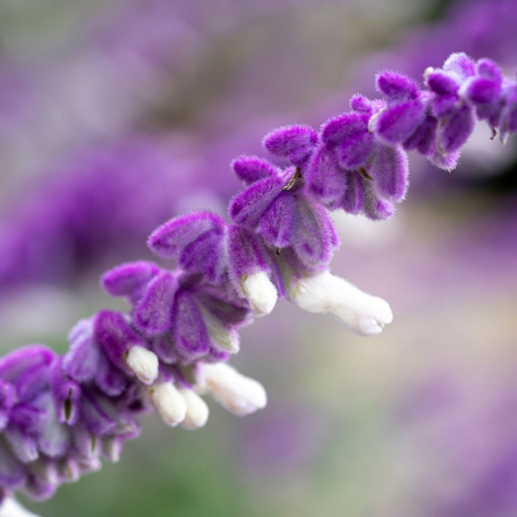 Keijunsalvia - Salvia leucantha