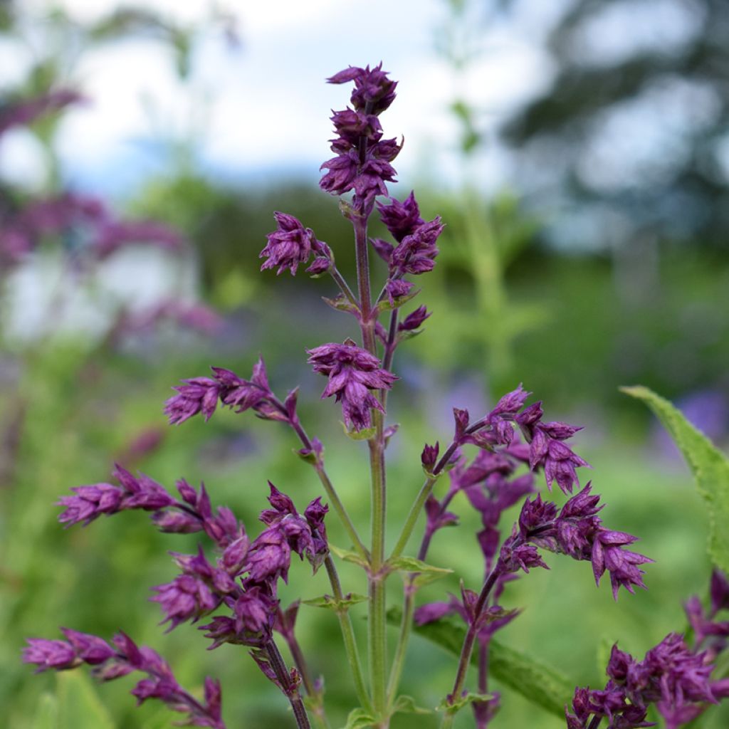 Lehtosalvia Schwellenburg